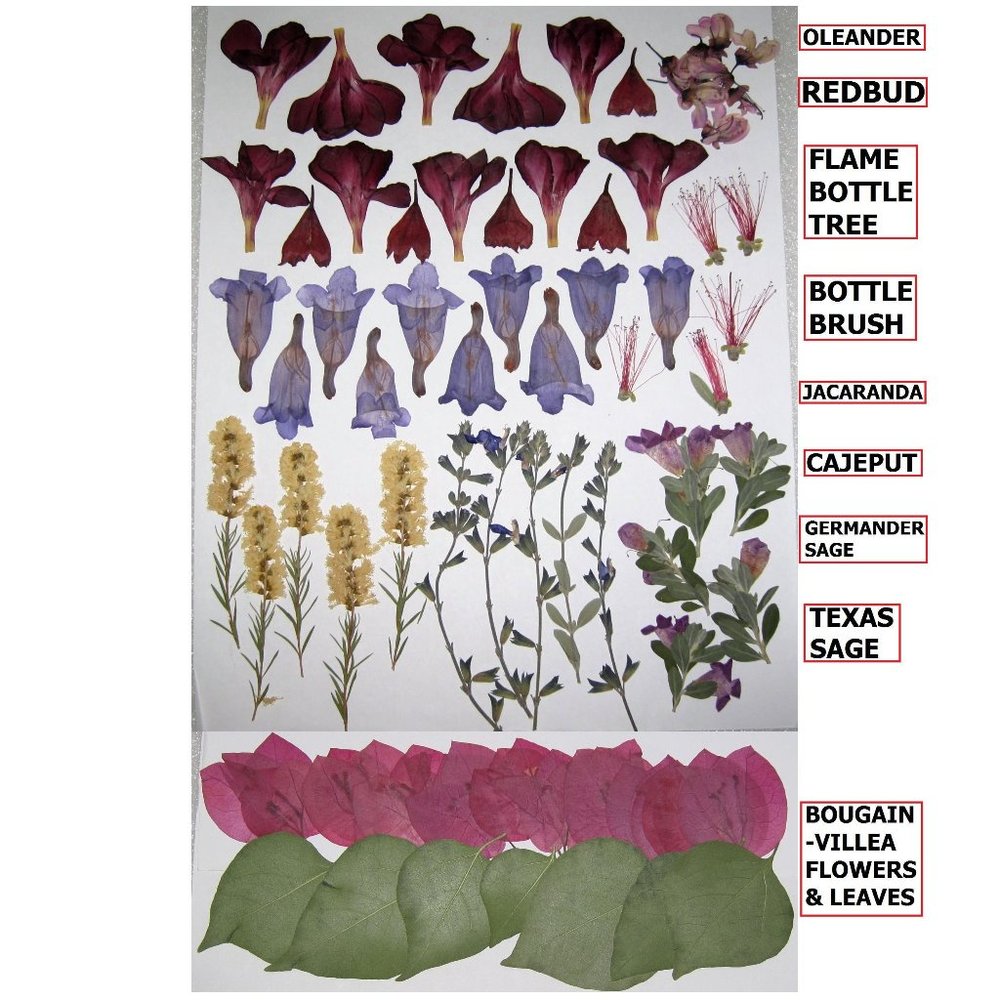 73 PCS Pressed Flat Dried Flowers Redbud Sage Cajeput Jacaranda Oleander Bougain
